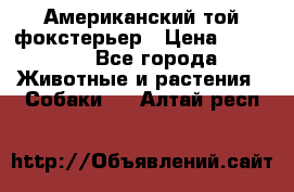 Американский той фокстерьер › Цена ­ 25 000 - Все города Животные и растения » Собаки   . Алтай респ.